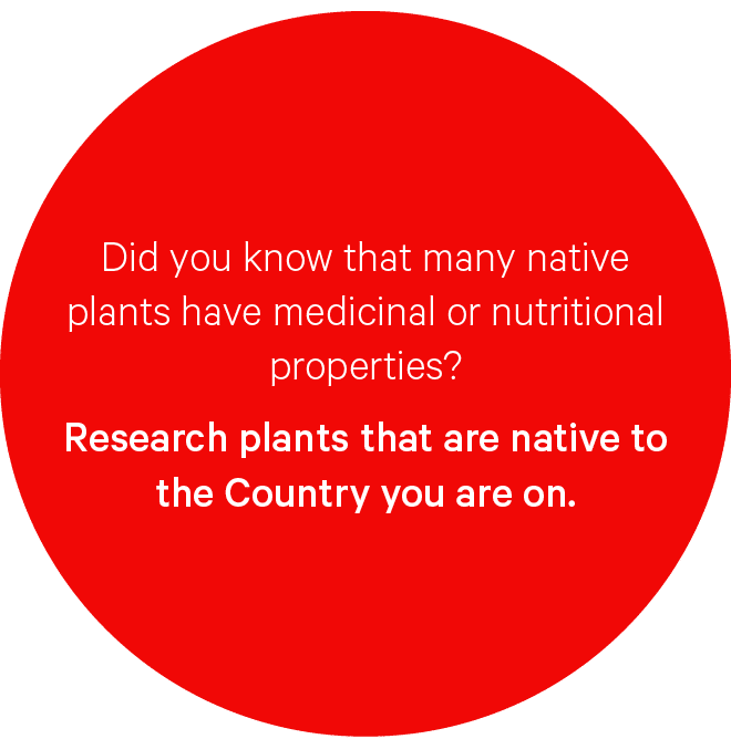 Did you know that many native plants have medicinal or nutritional properties? Research plants that are native to the...