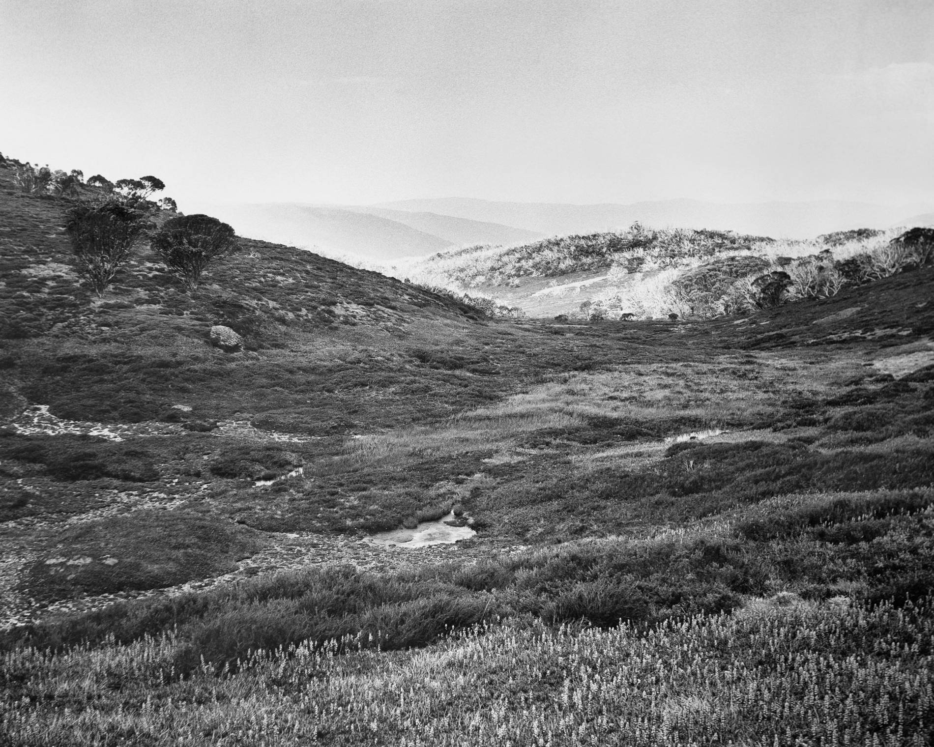 Bogong High Plains Alpine National Park (4582/9) by Amanda Williams