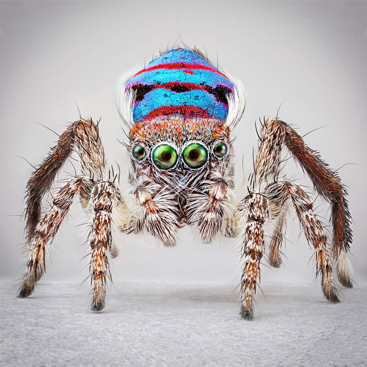 A photograph of 'Maratus speciosus' spider species by Maria Fernanda Cardoso