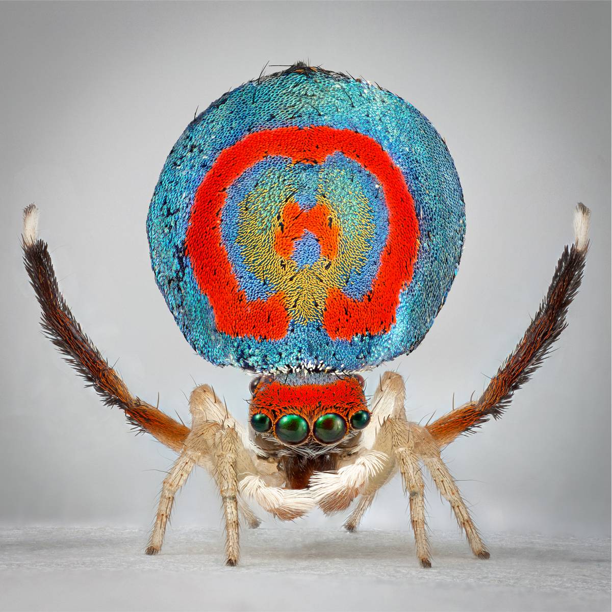 A photograph of 'Maratus splendens' spider species by Maria Fernanda Cardoso