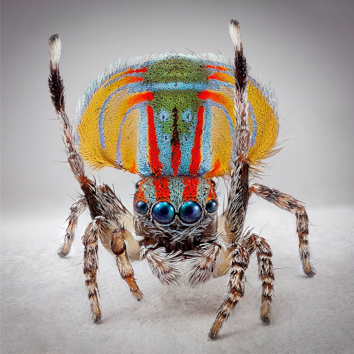 A photograph of 'Maratus volans' spider species by Maria Fernanda Cardoso