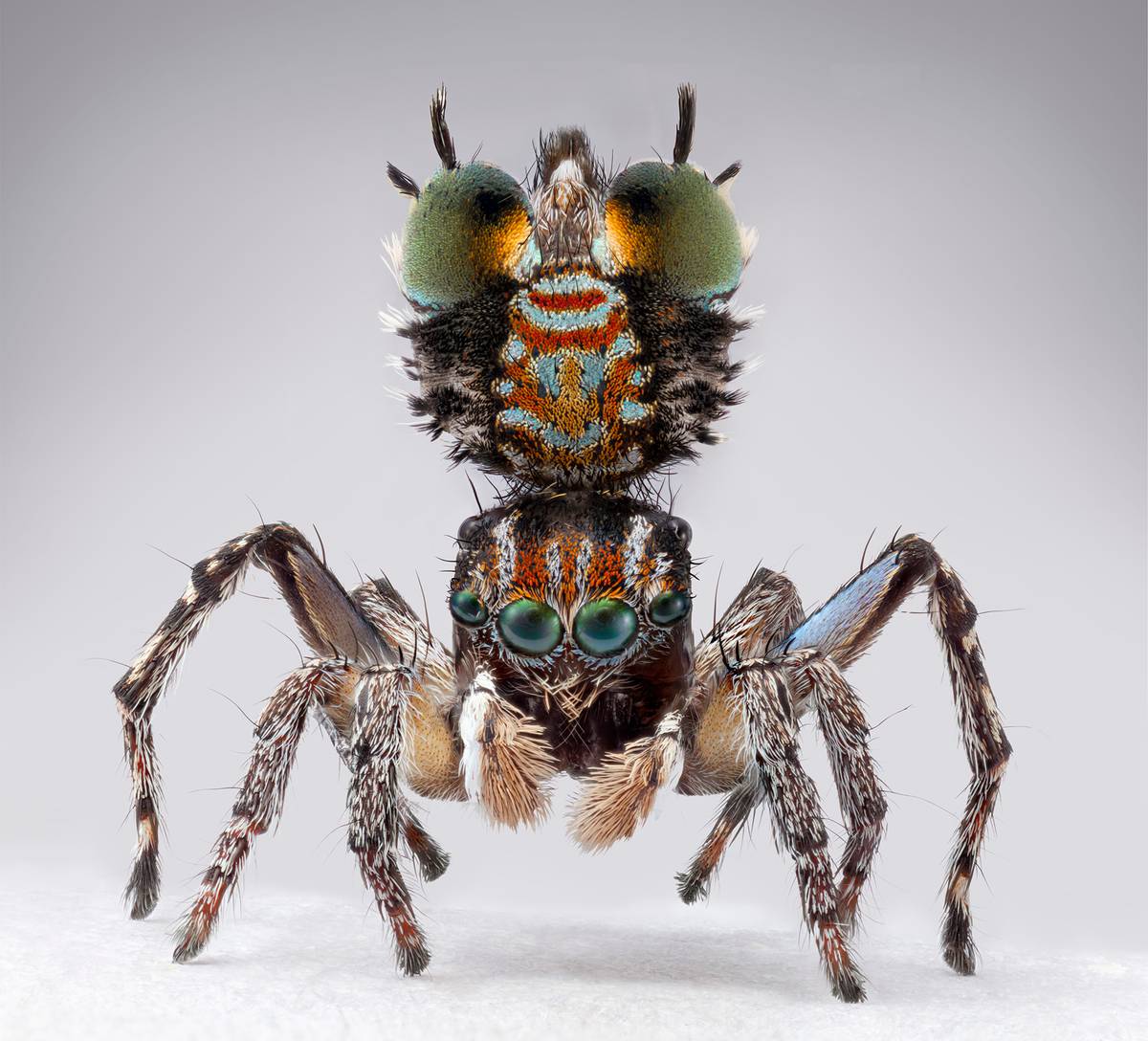 A photograph of 'Maratus plumosus' spider species by Maria Fernanda Cardoso